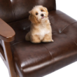 Brown Livia Accent Leatherite Armchair Closeup